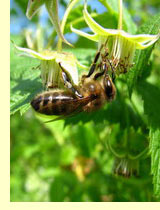 Малина лесная (Rubus idaeus L.) Малина лесная (Rubus idaeus L.)